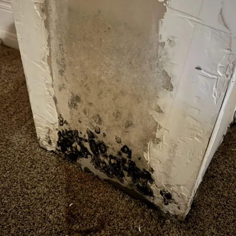 Professional Mold Removal in Occoquan, VA